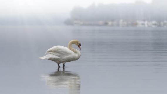 Schwan