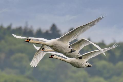 Schwäne im Flug