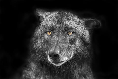 Wolfsportrait