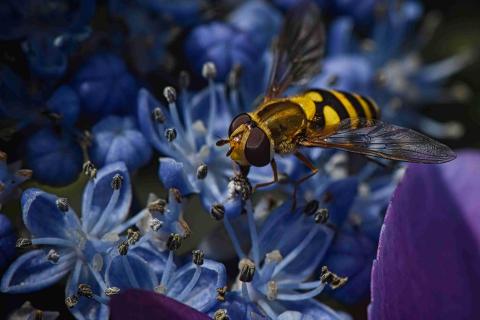 Schwebfliege auf Hortensienblüte