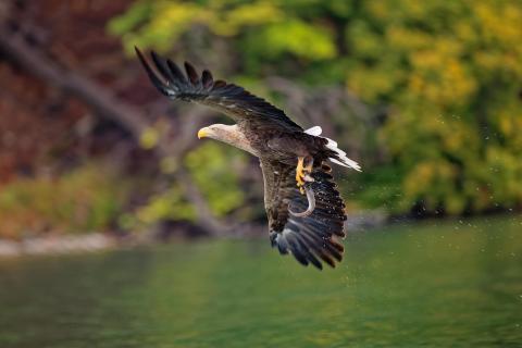 Seeadler mit Beute