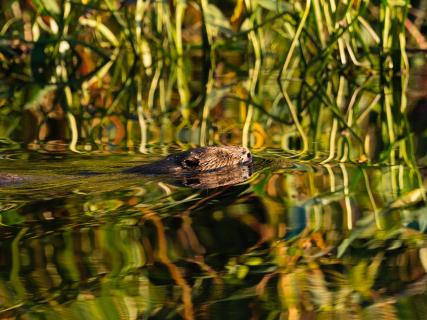 Schwimmender Biber