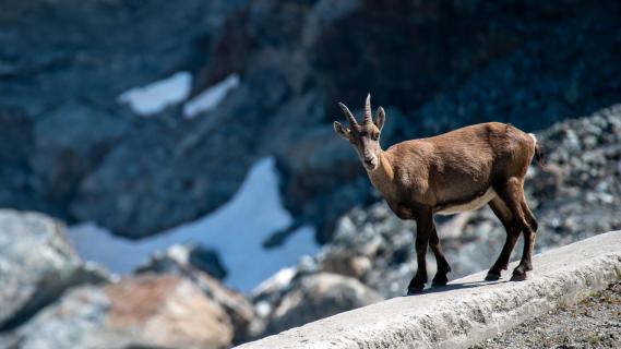 Steinbock