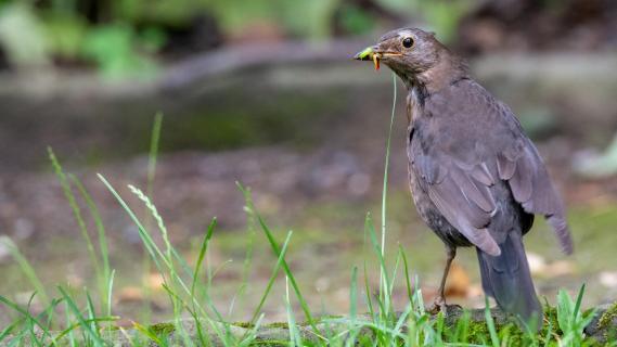 Amsel