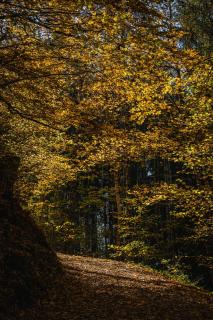 Herbstwald