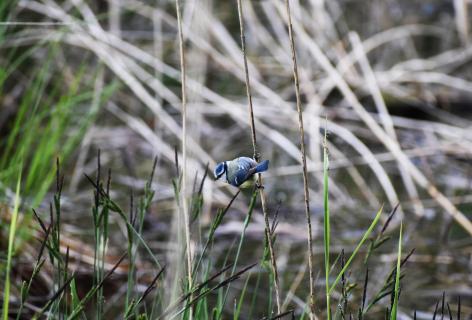 Blaumeise im Schilf 