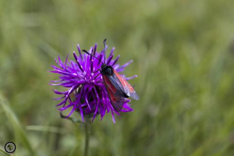 Widderchen & Flockenblume 