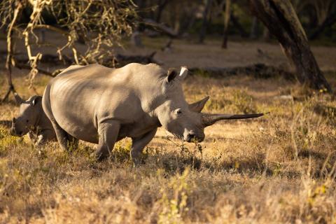 Breitmaulnashorn mit Nachwuchs