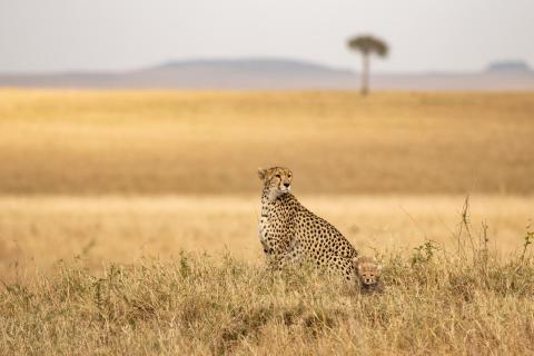 Geparden der Mara