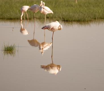 Flamingoreflektion