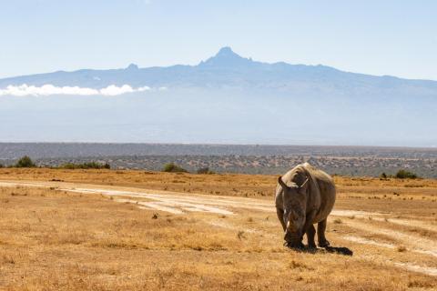 Nashorn vorm Mt Kenya
