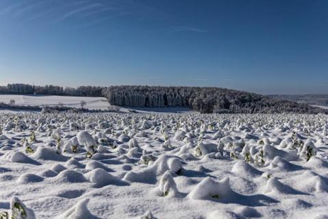  Schneefeld