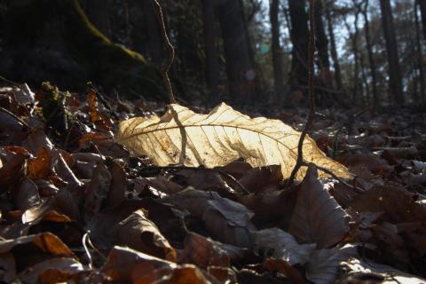  Herbstgold