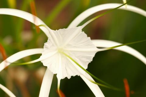 Fadenlillie