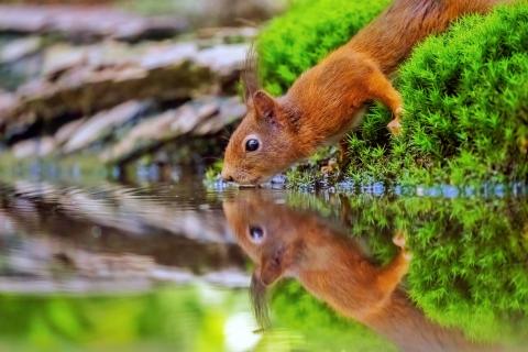 Das trinkende Eichhörnchen