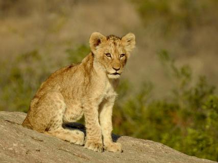 Der nächste König