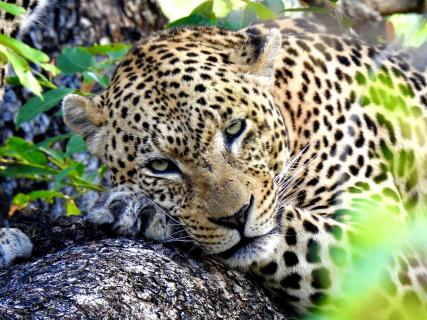 Relaxter Leopard