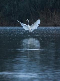 Elegante Landung