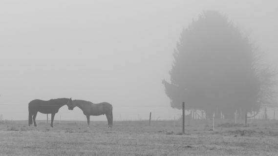 Pferde im Nebel