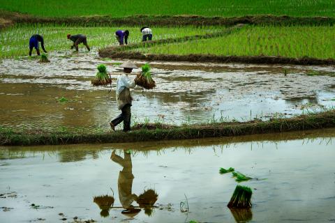 Arbeiten auf einem Reisfeld im Norden von Laos