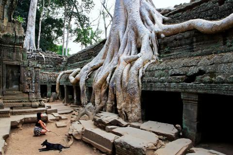 Vor den Wurzeln des Ta Prohm Tempels, Angkor/Kambodscha