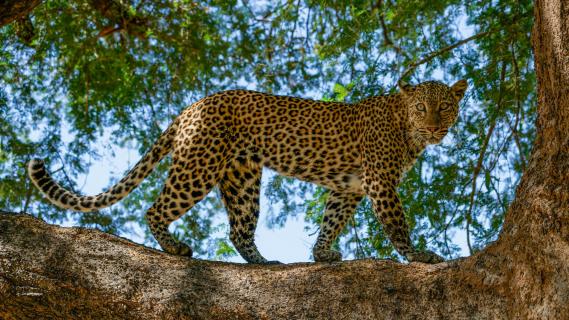 Face to face mit einem Leoparden