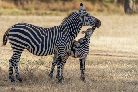 Zebra-Kiss