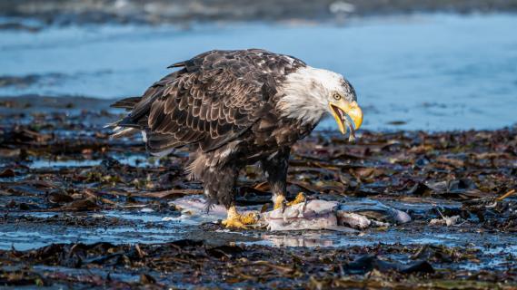 Weisskopfseeadler beim Lachs-Dinner