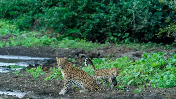 Leoparden-Nachwuchs im Luangwa NP Sambia