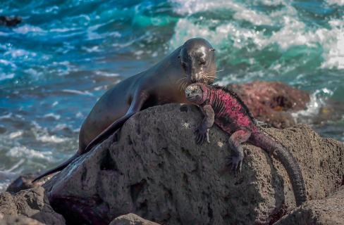 Spezielle Freundschaft auf Galapagos 