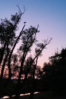 Storch im Baum