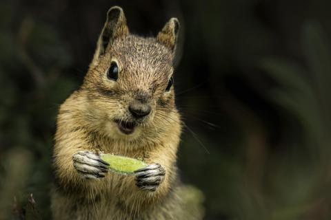 Chipmunk