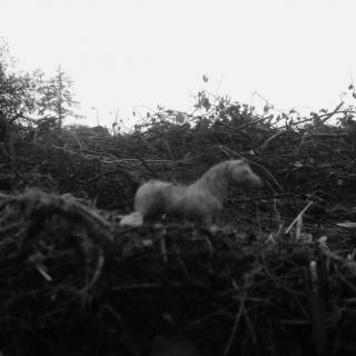 The Turin Horse