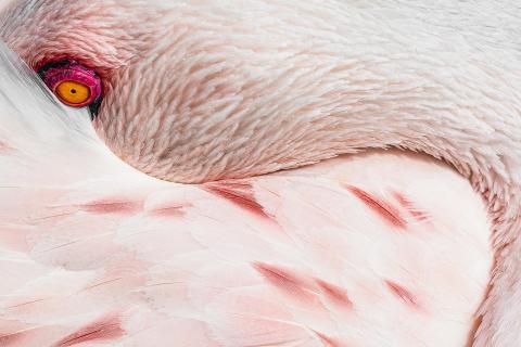 Dösender Flamingo