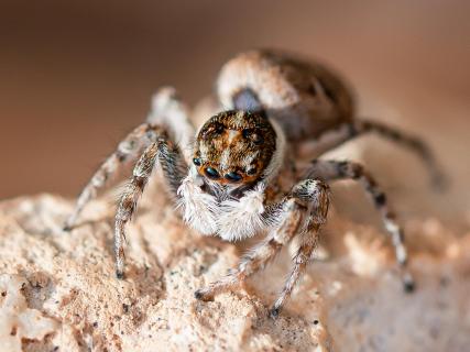 Springspinne