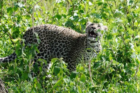 junger Leopard in Serengeti