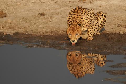 Chita; Gepard am Wasserloch