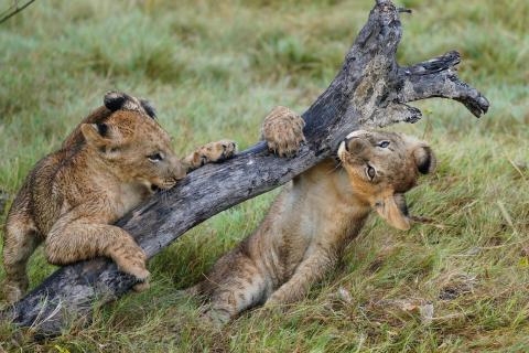 playing Lion Cubs; Löwenkinder