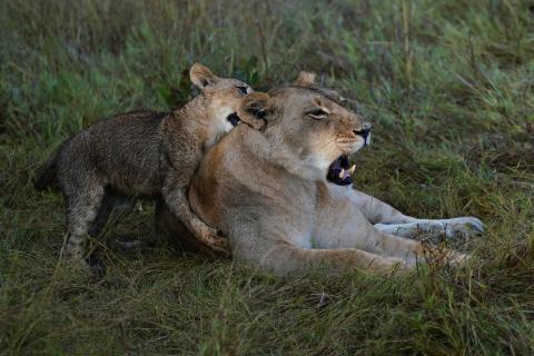 Löwenkind liebkost seine Mama