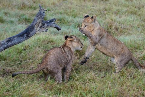 playing lion cubs