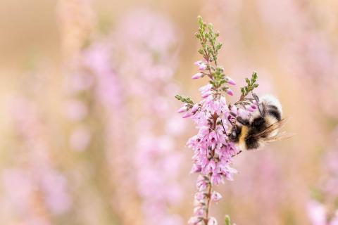 Hummel