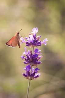 Falter im Lavendel