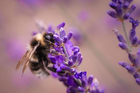 Hummel