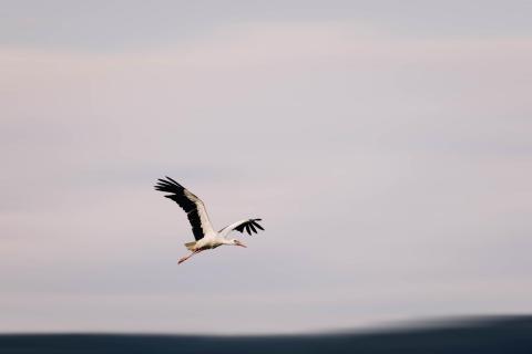 Storch