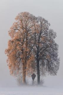 gefroren von der Sonne wach geküsst