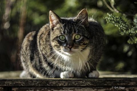 Bella Donna im Grünen