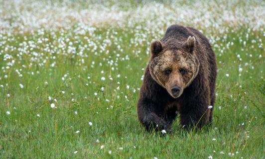 Bär in Finnland