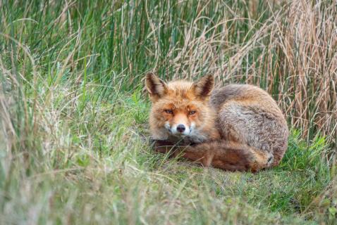 Fuchs