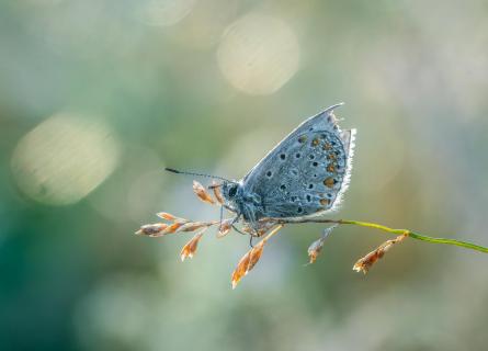 Dewdrops