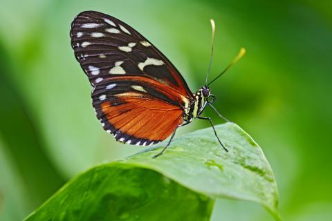 Tiger Passionsblumen Falter 0387-90